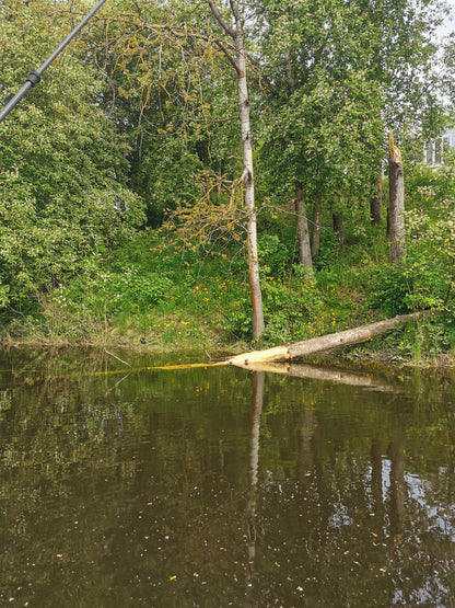 Trestokk i elvakanten gnaget på av bever. Grønne frodige løvtrær og brunt elvevann.